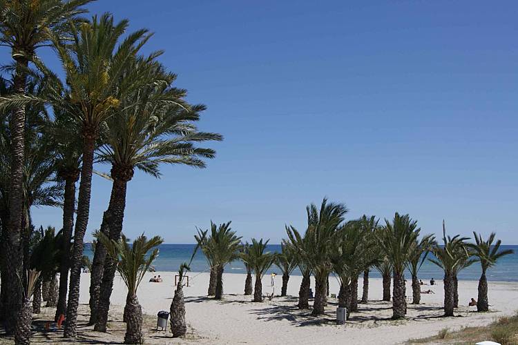 A sandy beach is lined with tall palm trees, offering shade and a relaxed atmosphere. The ocean is visible in the background, with clear blue waters meeting the horizon under a sunny sky.
