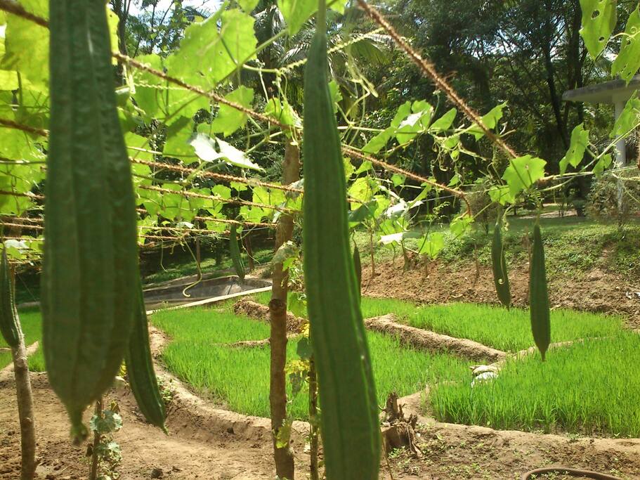 organic vegetable