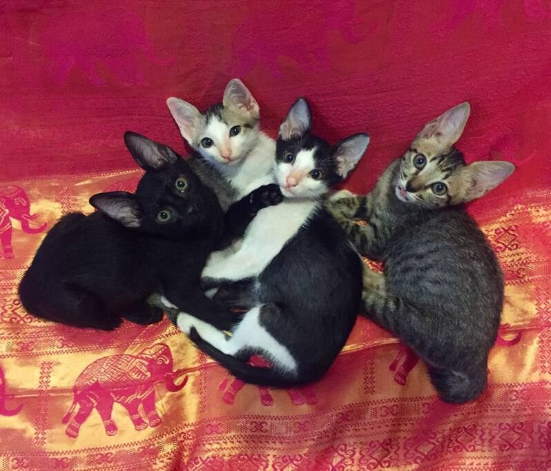 This is blacky (not named by us) , precious, alley and chip they are coming back to the uk with us!