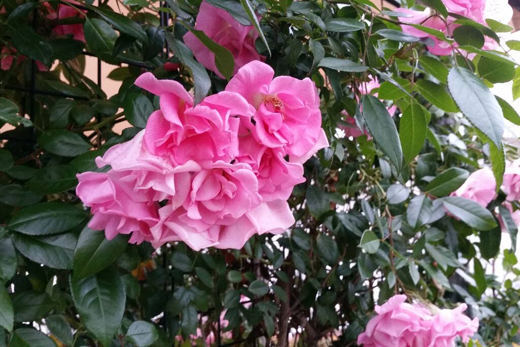 Pink roses on pergola and entrance to BNB.