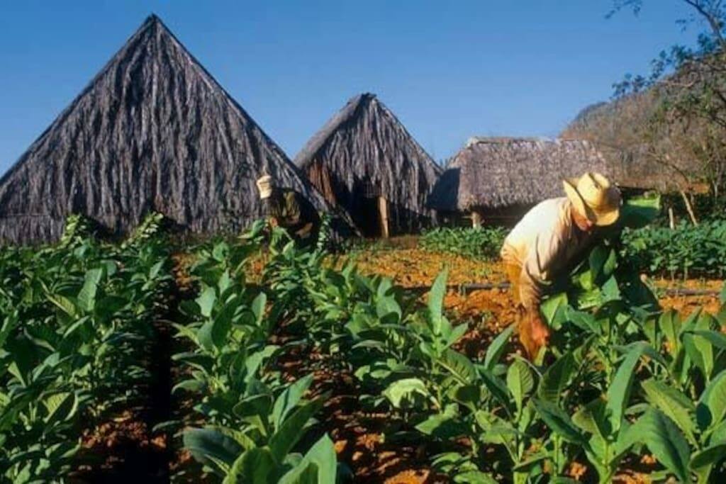 Fincas de produccion de Tabaco