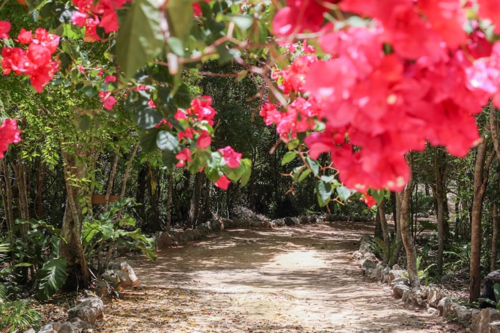 Down a Lush Jungle Road...