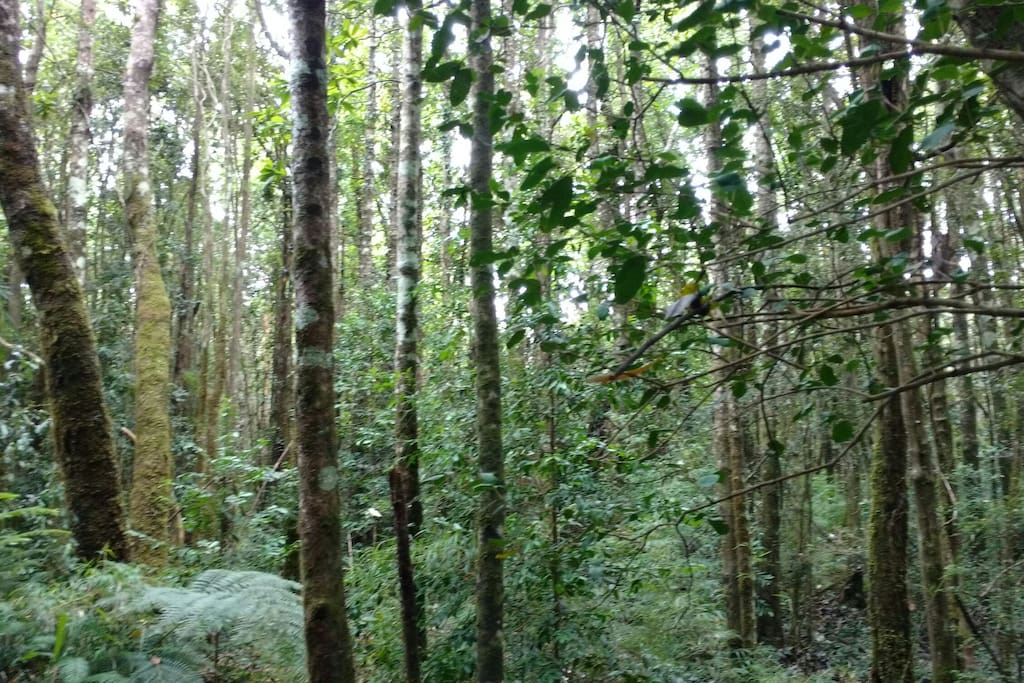 Bosque interior