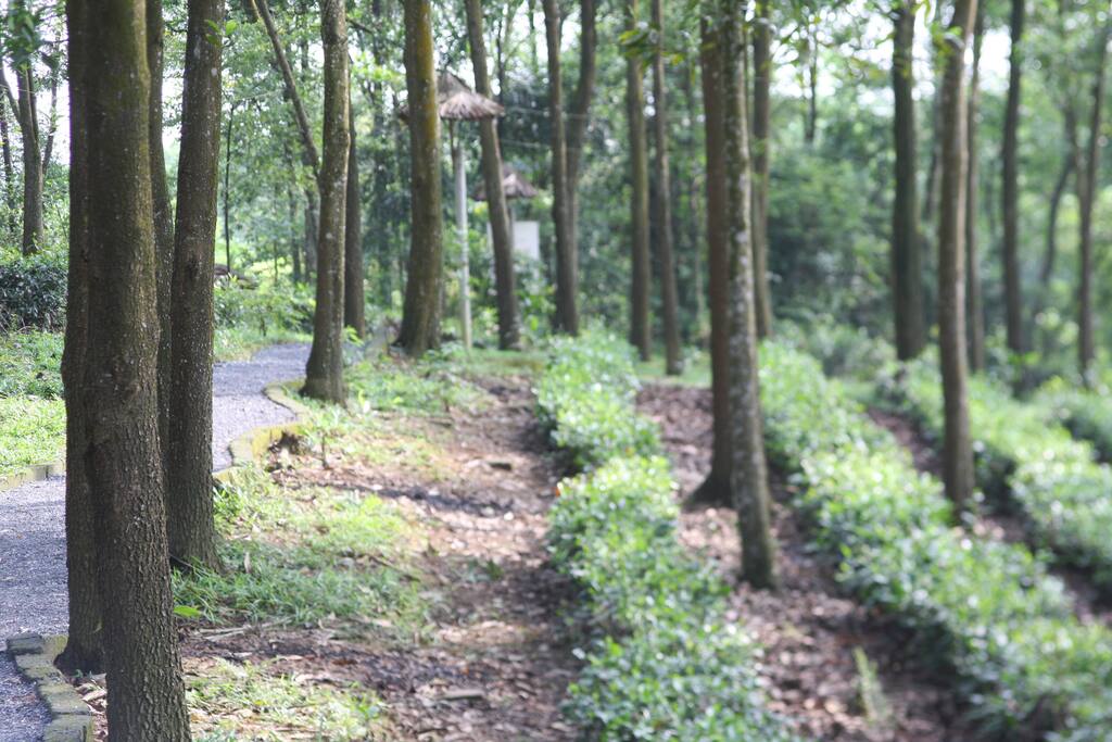 Expansive tea hill gardens surrounding house