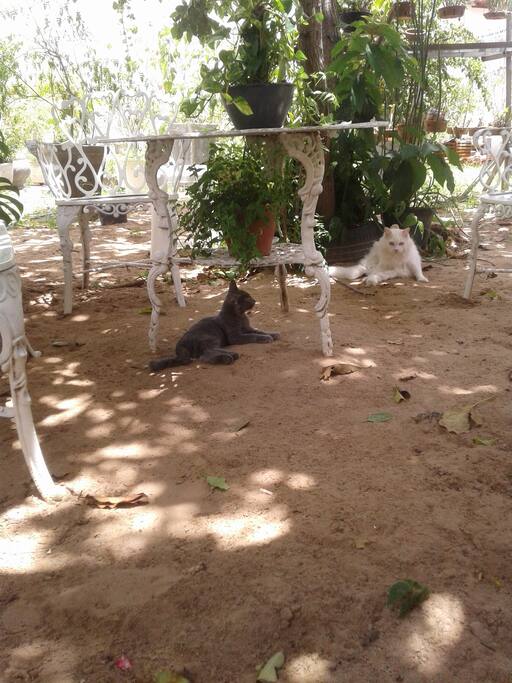 Quintal, área de convivência. (Yard - comum area)