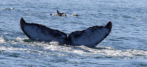 Popular Airbnb listing: Pacific Grove, Pebble Beach, Carmel, Monterey in Pacific Grove