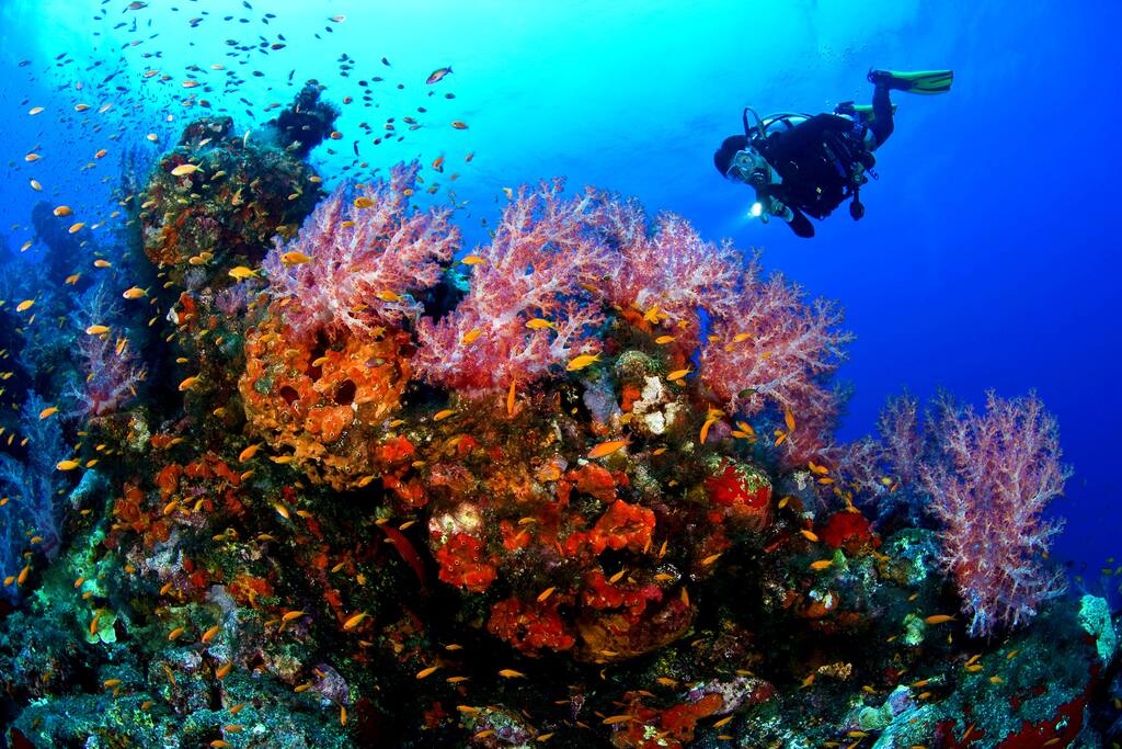 DIVE CENTER