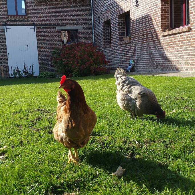 Des oeufs pour le petit déjeuner