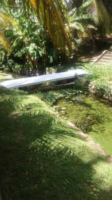 Nascente Rio doce