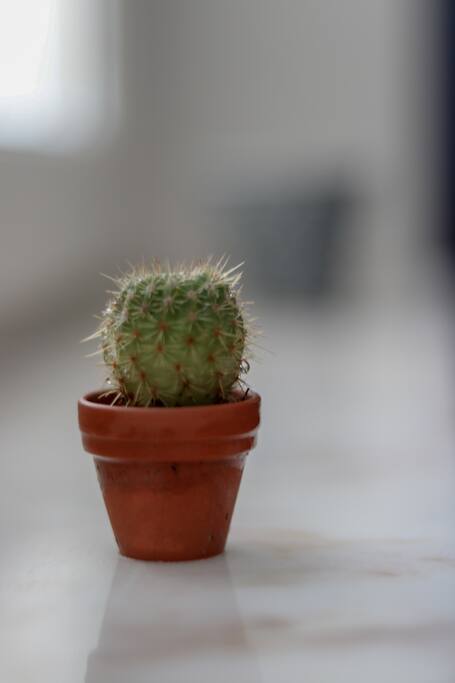 Beautiful small cactus