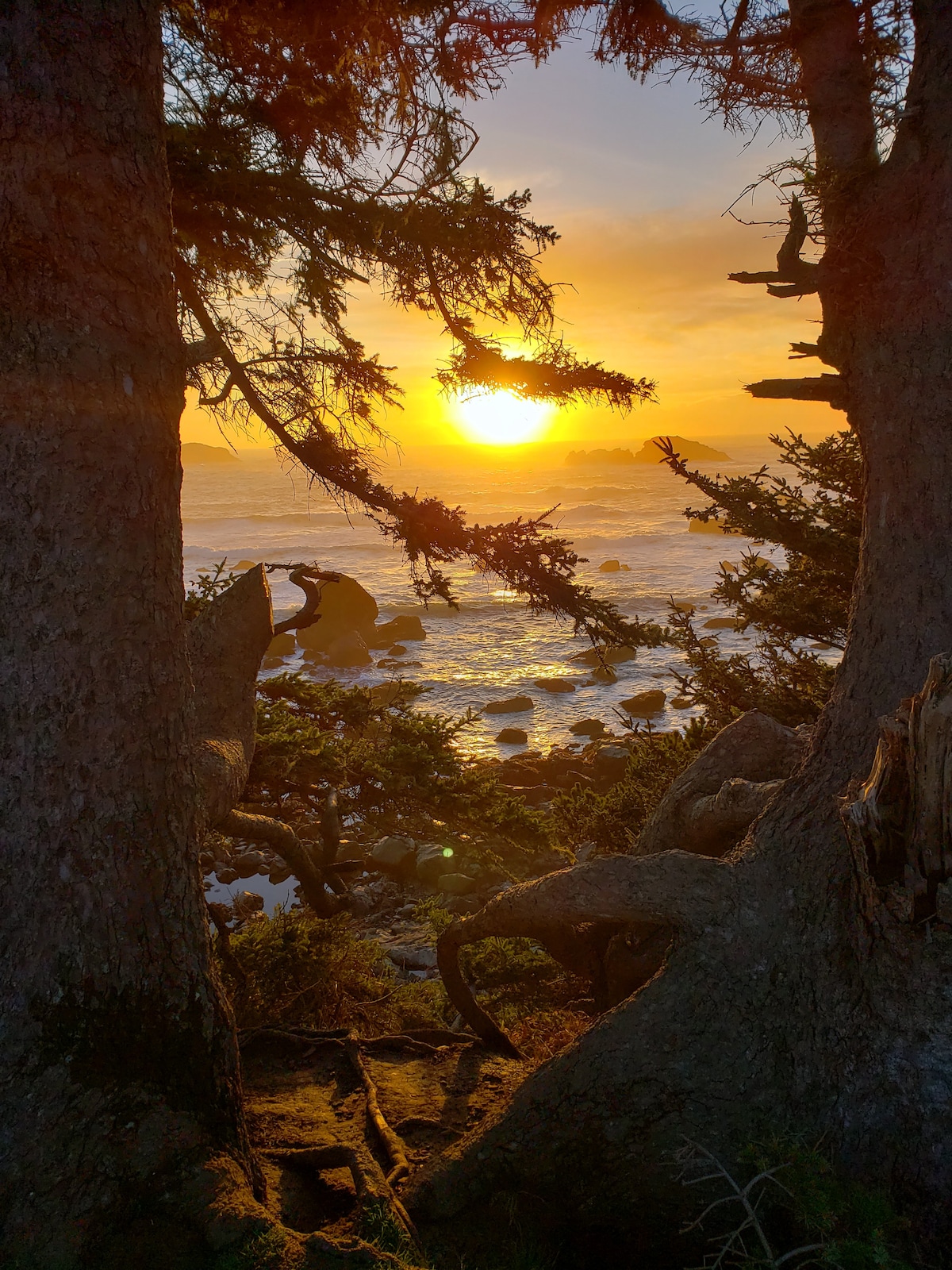 Sunlight filters through the trees, illuminating the ocean at sunset. Waves gently crash against rocks, while the golden sky casts a warm glow over the scene. The framing branches enhance the natural beauty of this coastal vista.