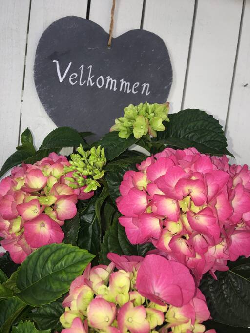 Velkommen