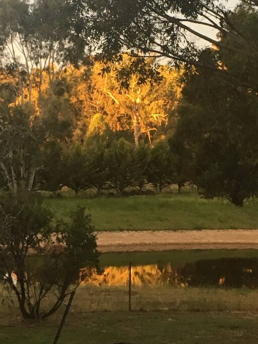 our paddocks and trees