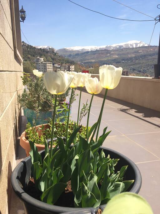 View from the terrace