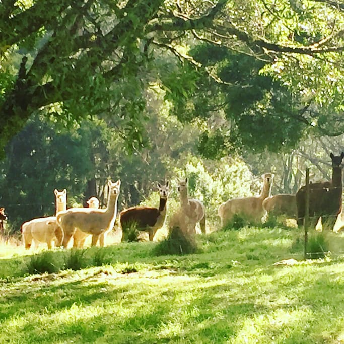 15 beautiful Alpacas live here