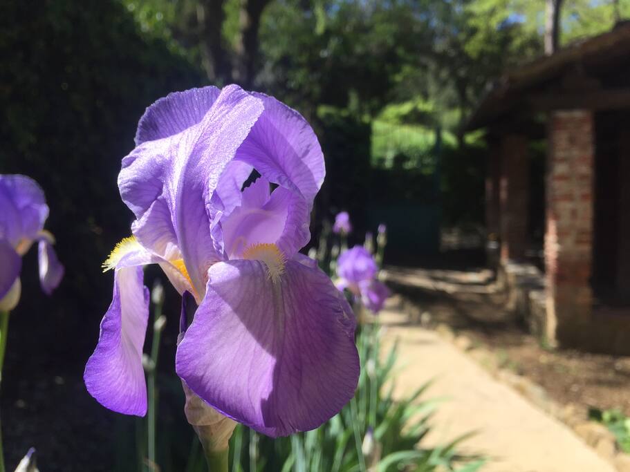 Gli iris fioriti in giardino
