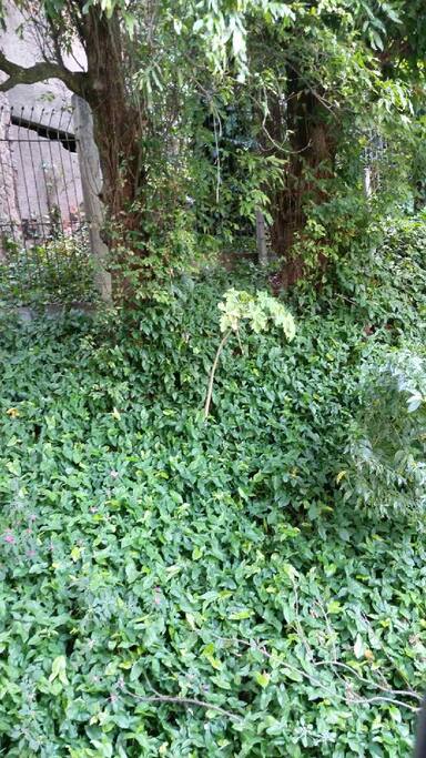 View from the suite, all green.