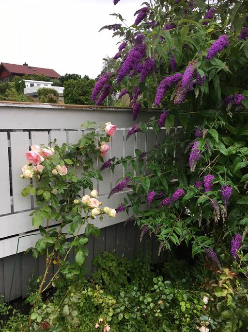 From the garden i August