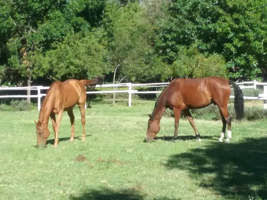 Streak and Toulouse in their paddock