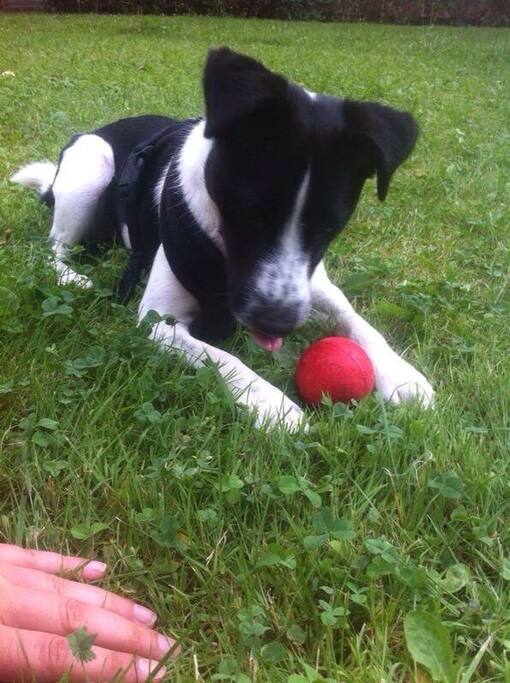 My Dog