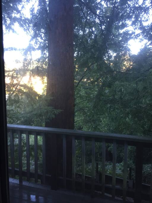 Canyon View of famous East Bay Redwoods
