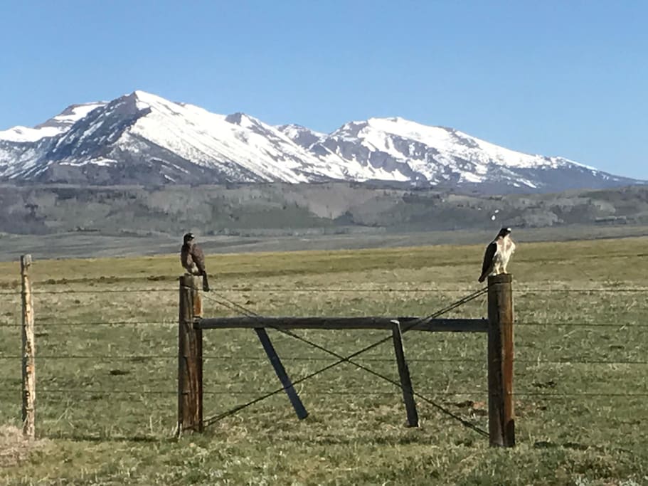 Beautiful picture from Ben and Amber of hawks enjoying the view of Mount Zirkel