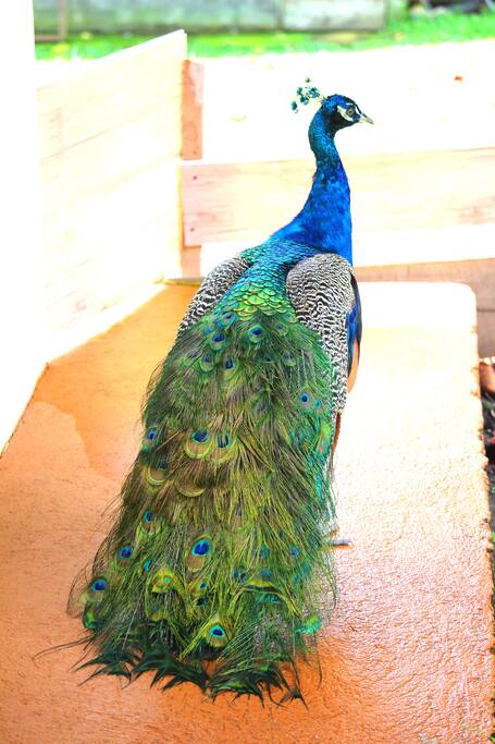 Resident male peacock with stunning blue and green feathers!