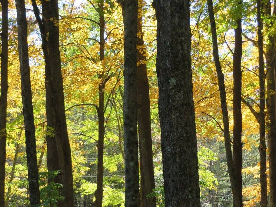 Fall colors