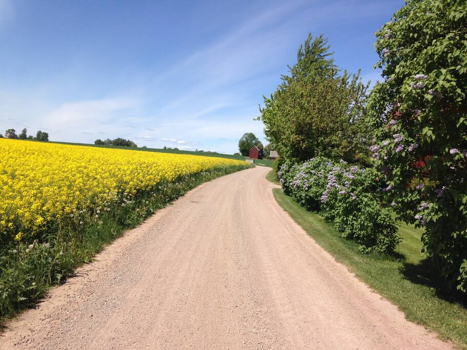 Raps och syren i full blomning