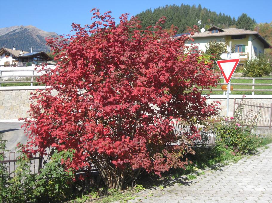 pianta colorata in autunno