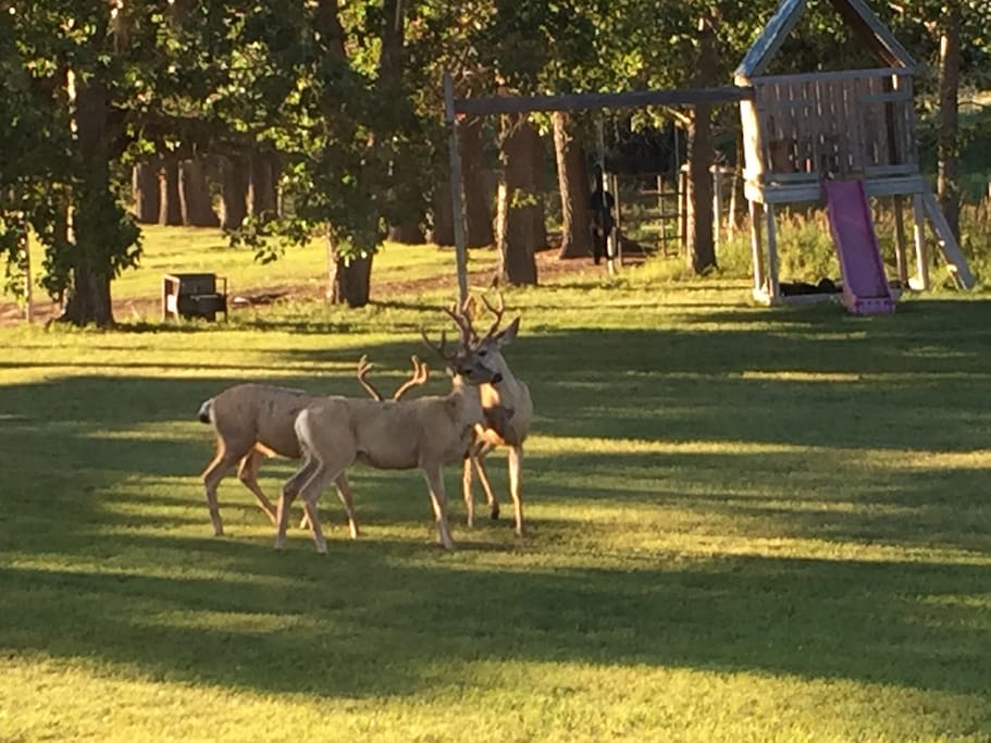 Sometimes we have visitors