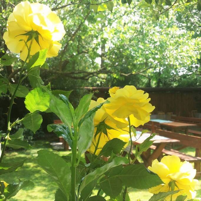 Il giardino