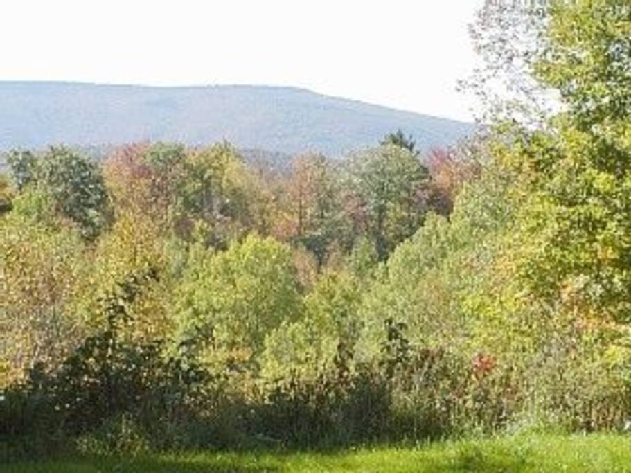 View from Dining Room