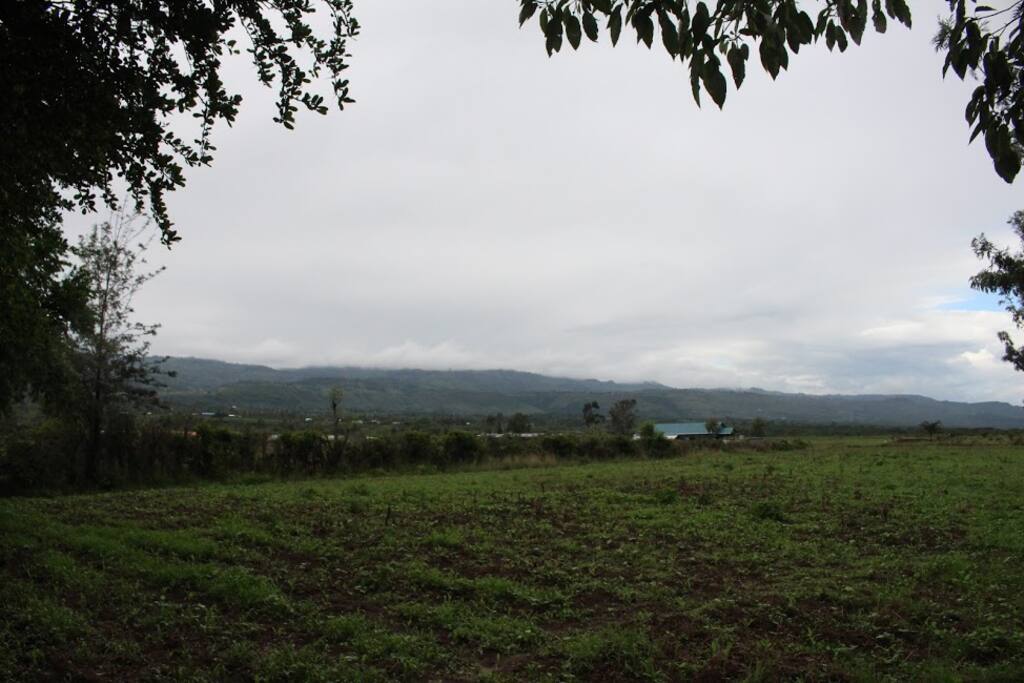 The view from the shamba.