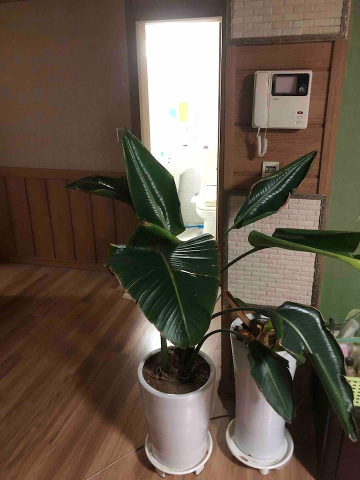 Jeonju Wansangu Apartment Couch Surfing Apartments for Rent in