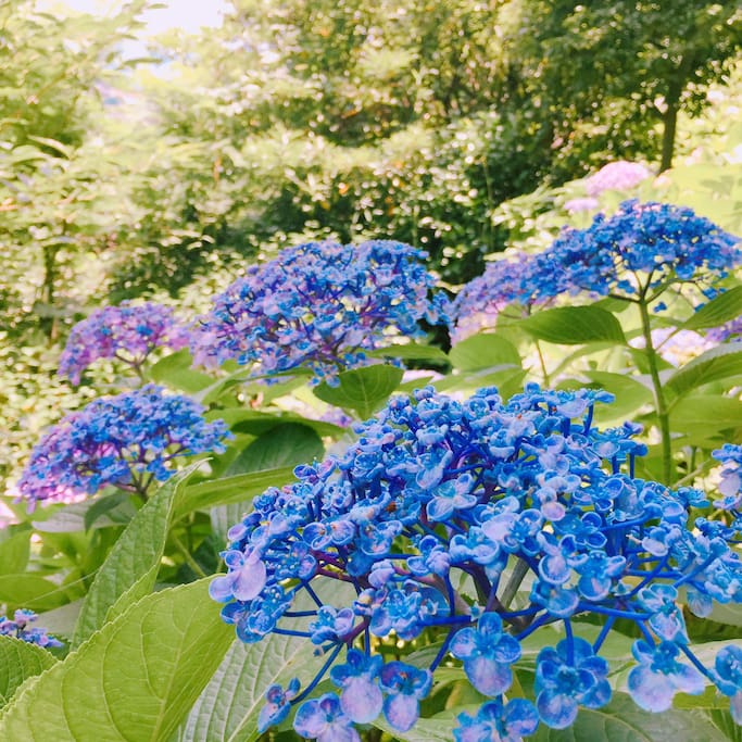 紫阳花的季节怎么能满足于路边的零星小景 日本旅游攻略 尽在airbnb爱彼迎