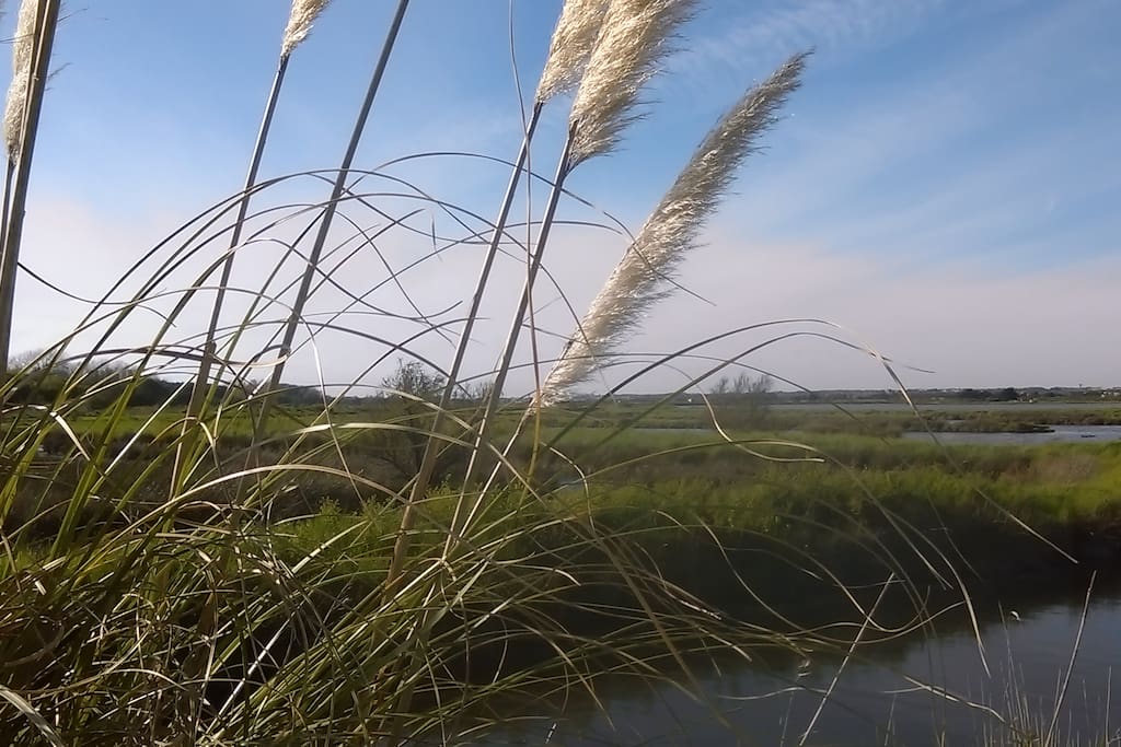 Marais