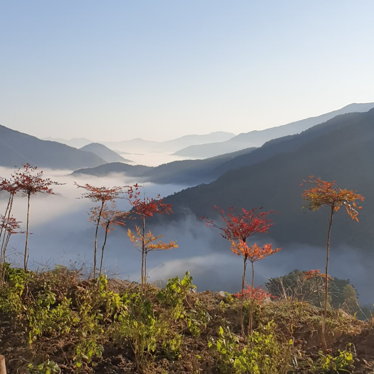 A panoramic view of rolling mountains shrouded in morning mist is captured. Colorful autumn foliage of small trees in the foreground contrasts with the soft haze, enhancing the depth of the scene. Layers of mountains create a serene backdrop against the clear blue sky.