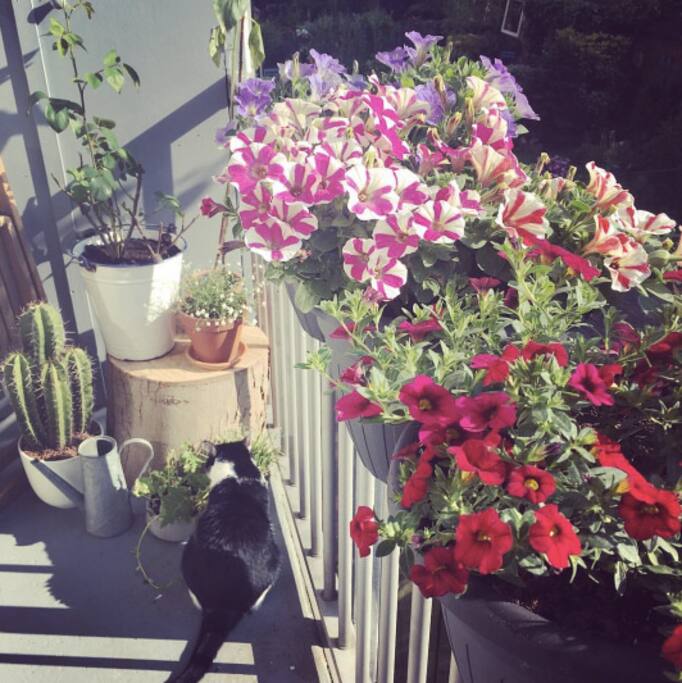 The Balcony