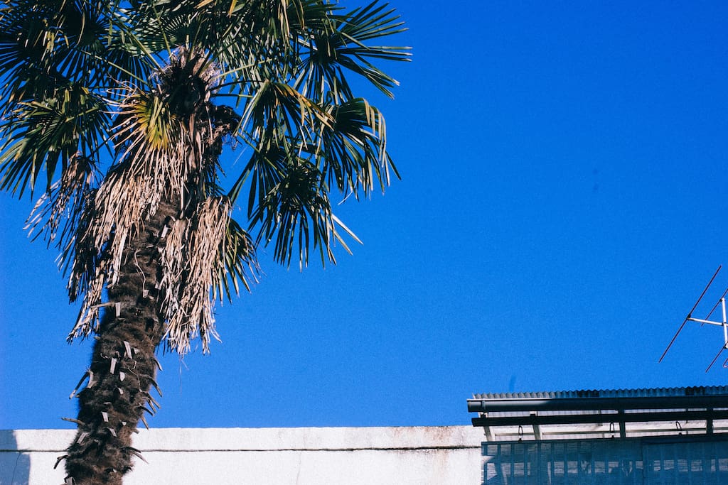 One Palm in front of the house