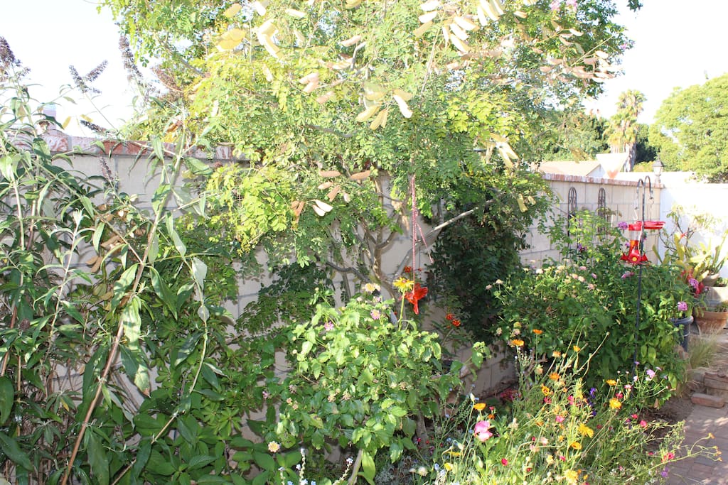 Hummingbird feeders