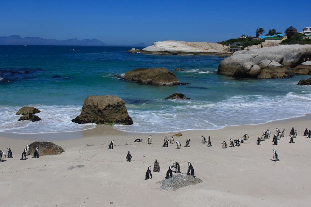 Boulders Beach, with its famous penguin colony, is a short drive from the house.