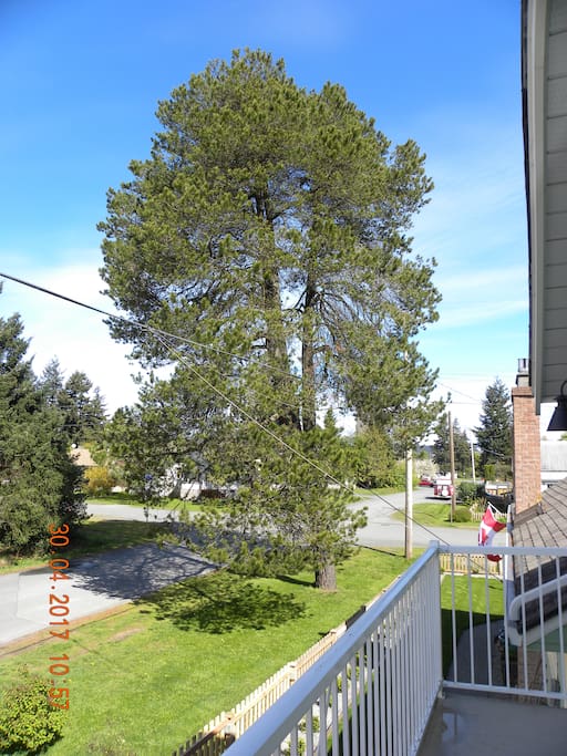 View looking North from the patio