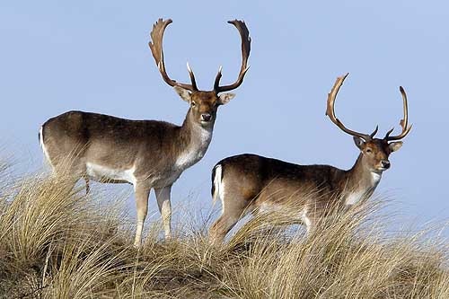 Two deer are pictured standing on a grassy dune, showcasing their distinctive antlers. The animals display a blend of brown and white fur, with their slender bodies and alert postures enhancing the natural setting. A clear blue sky serves as the backdrop.