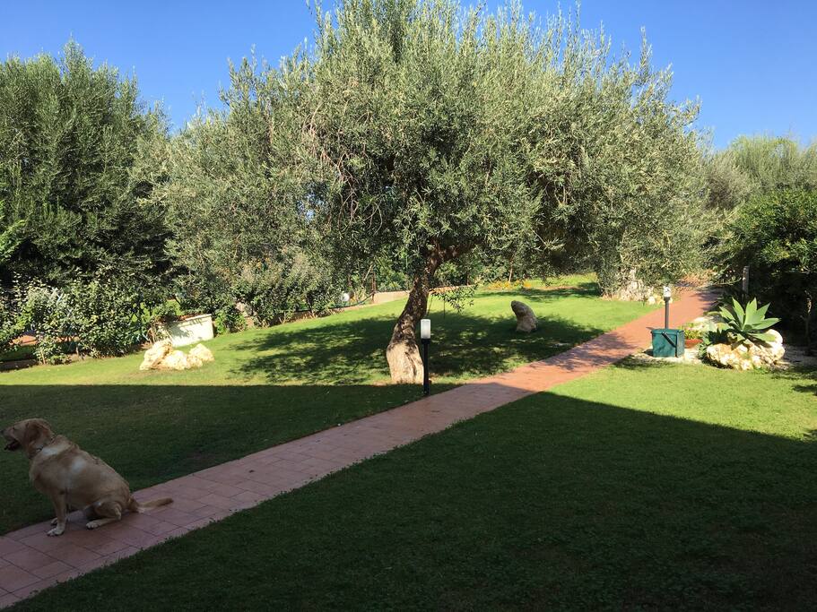 Giardino