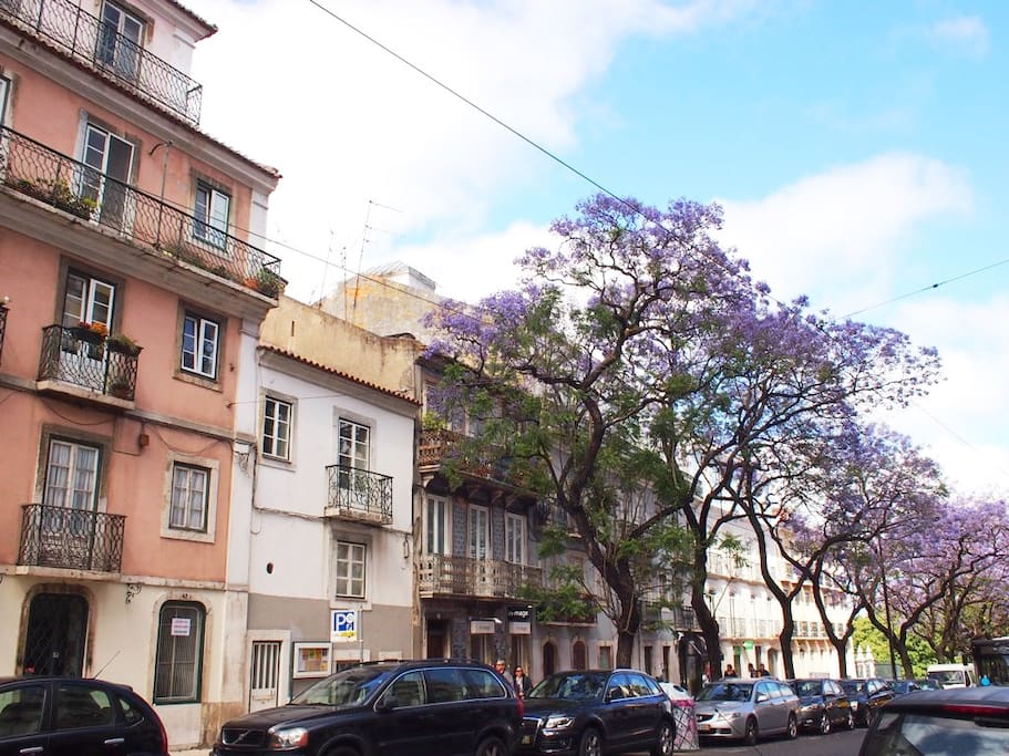 The apartment is at beautiful Rua Dom Pedro V, in an area with wide white stone sidewalks