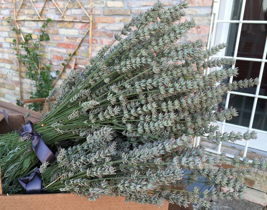 Our lavender