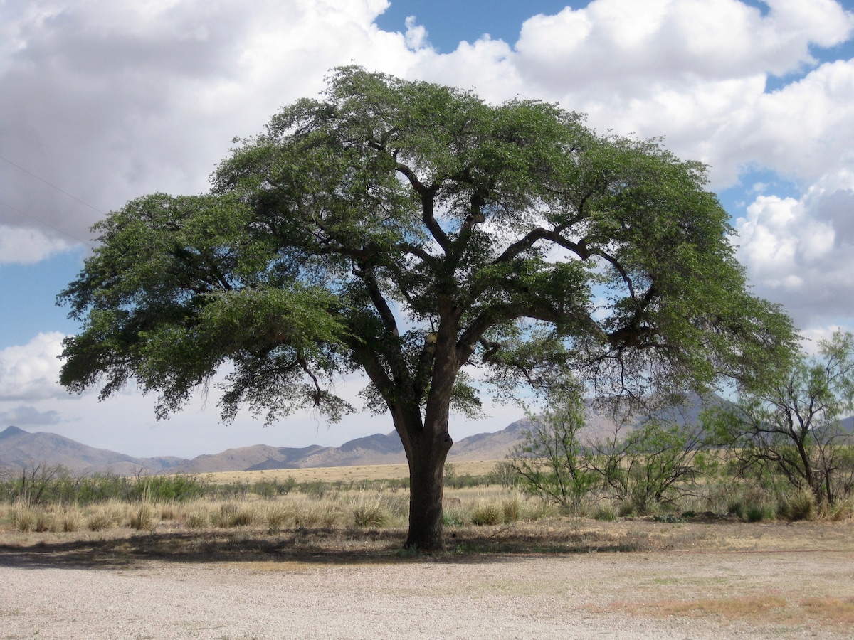 A large, leafy tree stands prominently in an open field with rolling hills in the background. The tree's broad canopy provides a contrast to the blue sky filled with fluffy white clouds. The surrounding landscape features sparse vegetation and distant mountains.