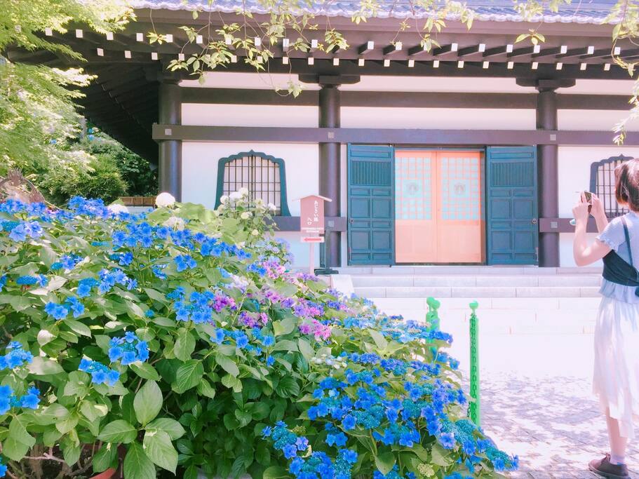 紫阳花的季节怎么能满足于路边的零星小景 日本旅游攻略 尽在airbnb爱彼迎