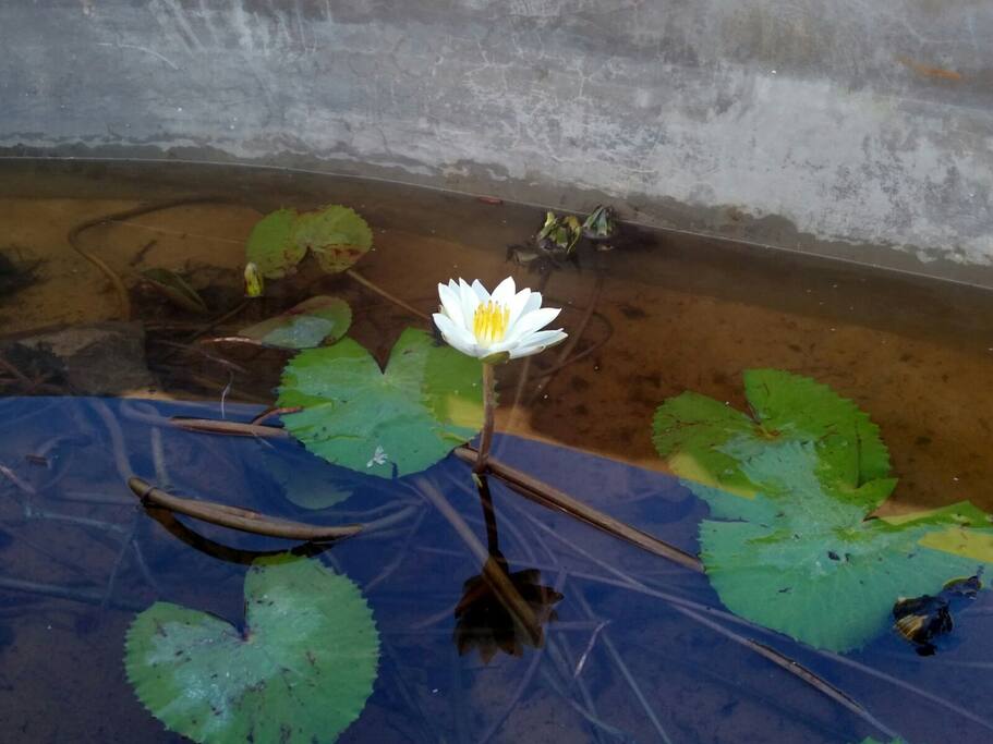 Lotus pond